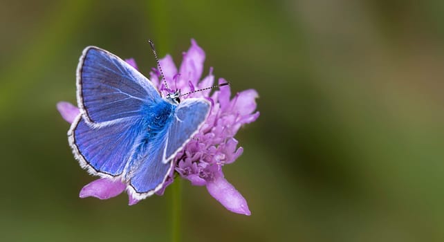 Great crested blue with blue upper wings