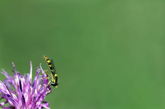 Common long-bellied hoverfly or common pintail hoverfly