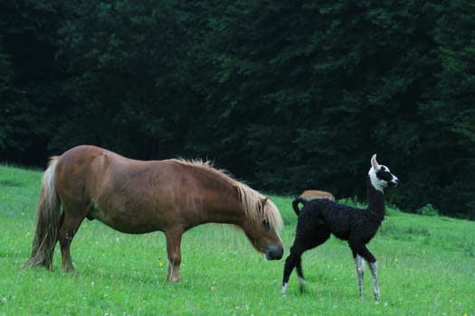 Llama baby with pony