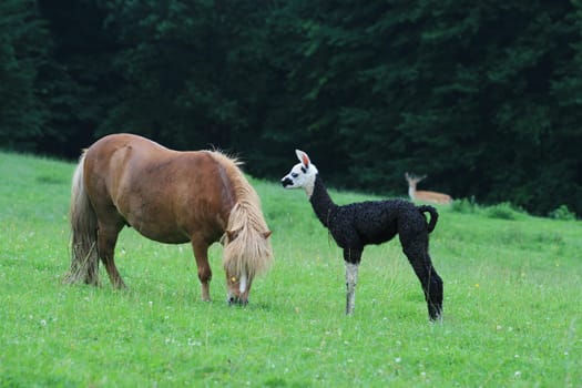 Llama baby with pony