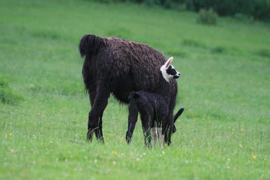 Llama mom with llama baby