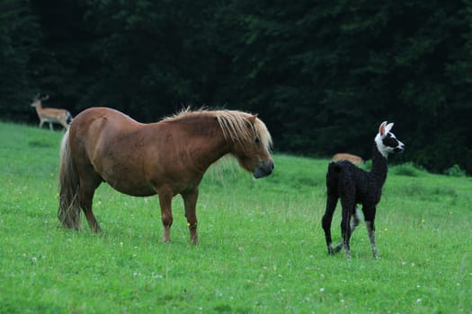 Llama baby with pony