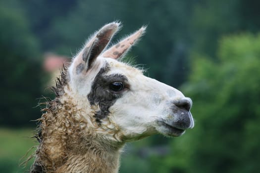 Lama