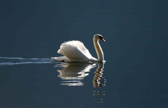 Swan