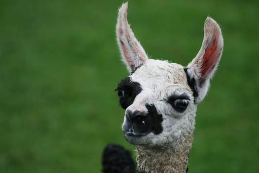 Llama baby