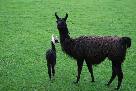 Llama mom with llama baby