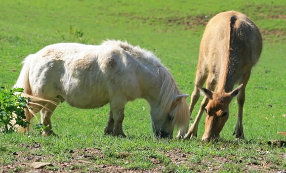 Pony and David's deer