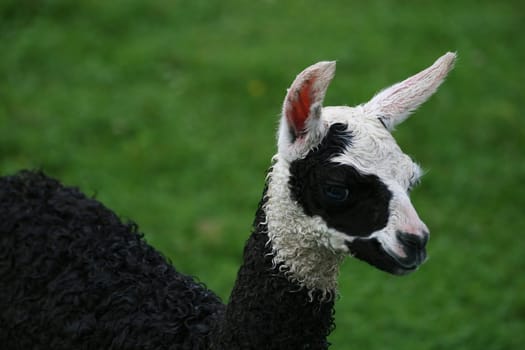 Llama baby