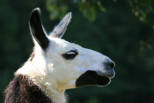 Lama