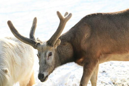 Fallow deer feeding