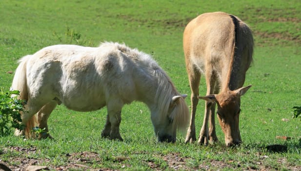 Pony and David's deer