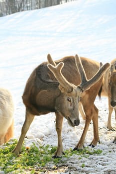 Fallow deer feeding