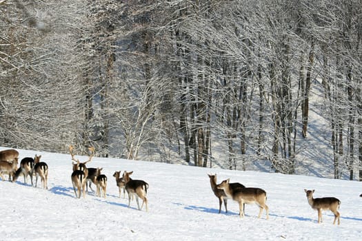 Fallow deer in winter