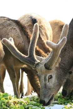 Fallow deer feeding