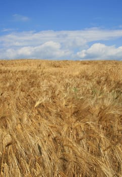 Grain field