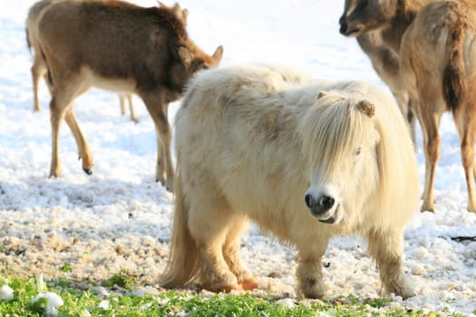 Pony feeding