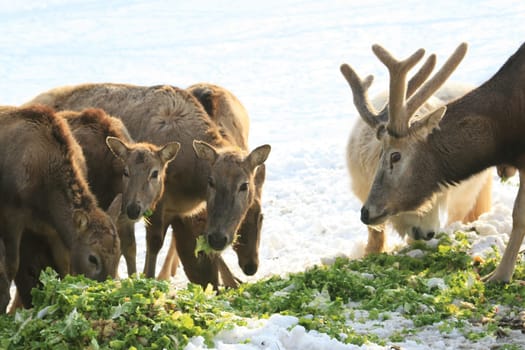 Fallow deer feeding