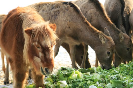 Pony feeding