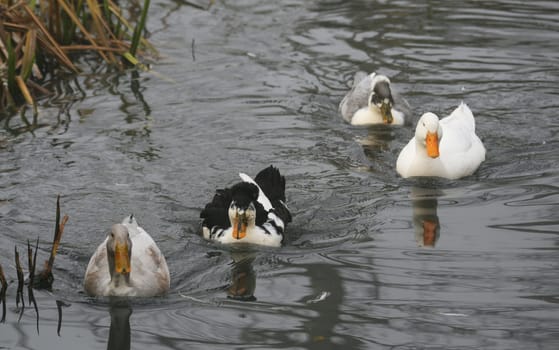 Ducks