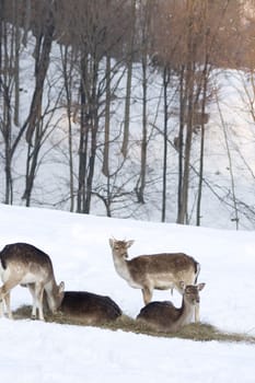 Fallow deer in winter