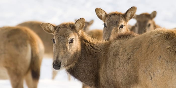 David's deer in winter