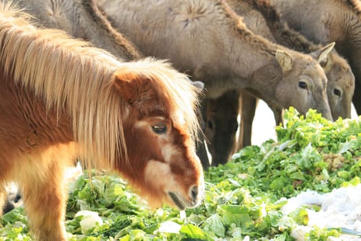 Pony feeding