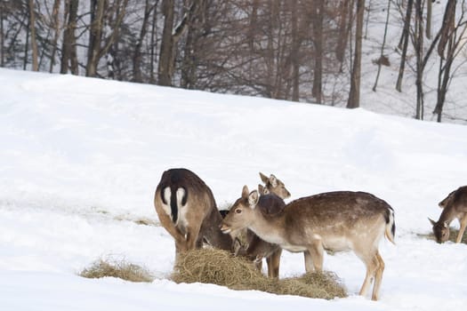 Fallow deer in winter