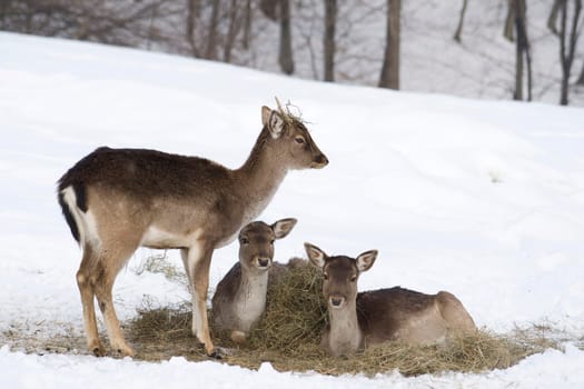 Fallow deer in winter