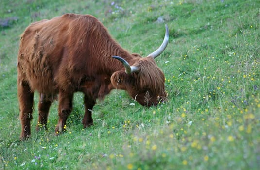 Highland cattle