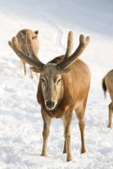 David's deer in winter