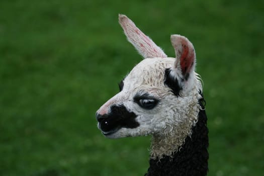 Llama baby