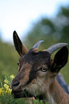 billy goat