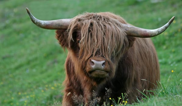 Highland cattle
