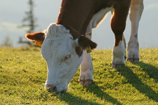 Cow