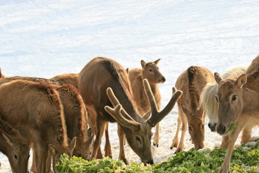 Fallow deer feeding