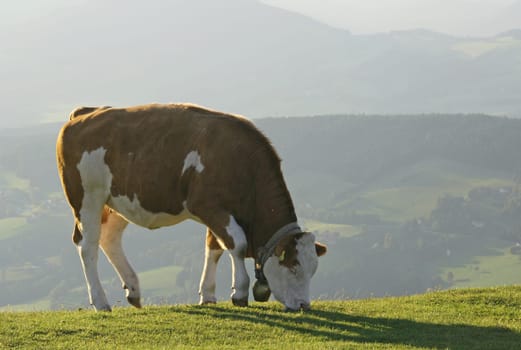 Cow