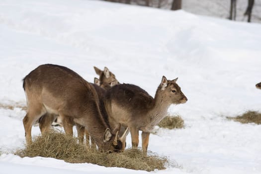 Fallow deer in winter