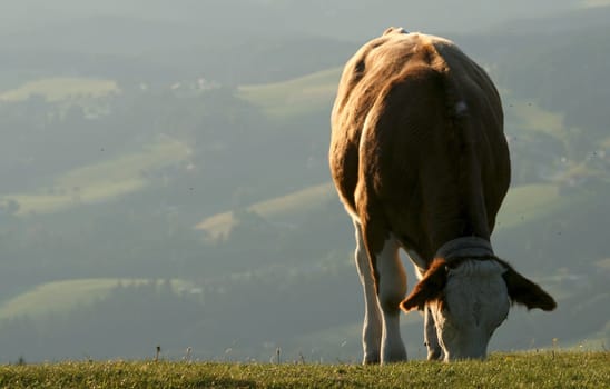 Cow