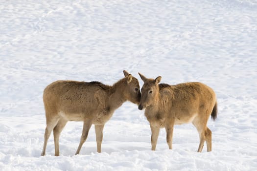 David's deer in winter