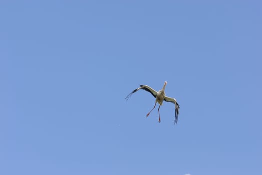 White storks