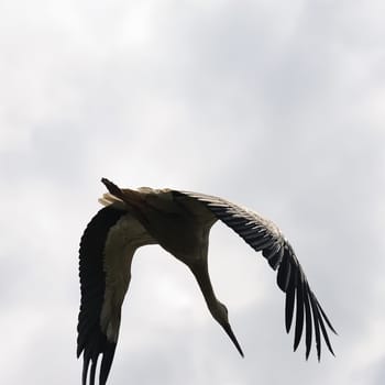 White storks