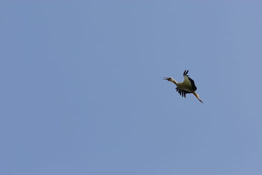 White storks