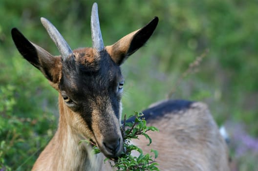 billy goat
