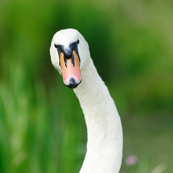 gooseneck