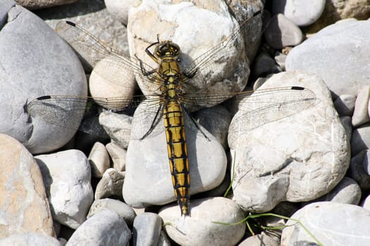 Young female great blue arrow - dragonfly