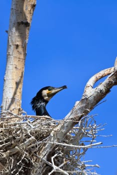 cormorant (phalacrocorax carbo ) on nest in Danube Delta, Romania