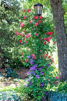 Lamppost decorated with red roses and purple clematis in a park garden street on a summer day.