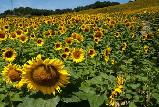 hill of sunflowers on the heights of Predappio