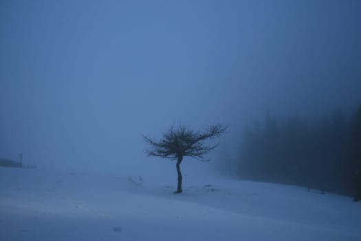In a snowstorm