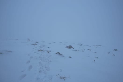 In a snowstorm